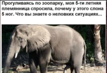 Нестандартный юмор #473