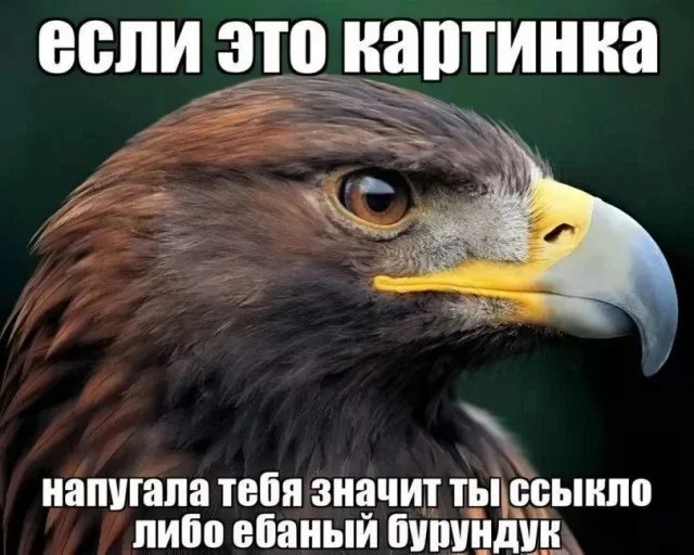 Мемы из дурки