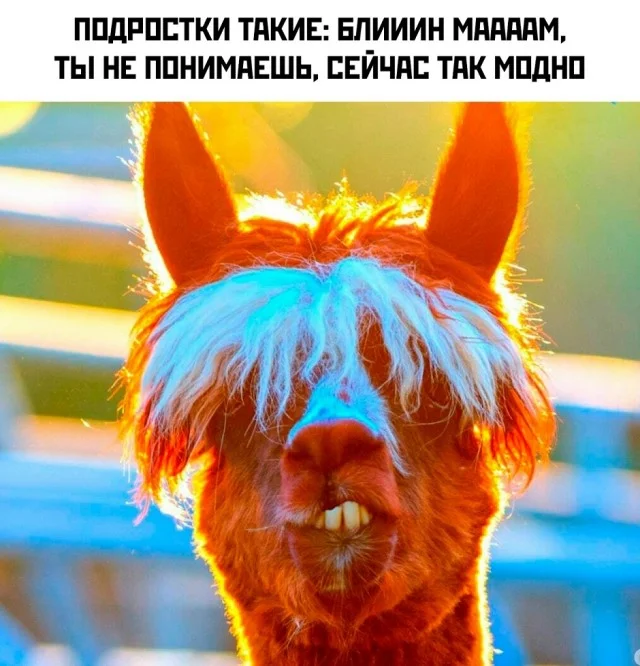 Мемы, что надо