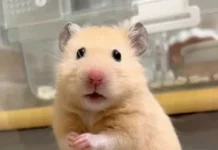 Мемы в ленту #1