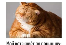 Игра слов – каламбуры, словесный юмор и прикольные картинки #127