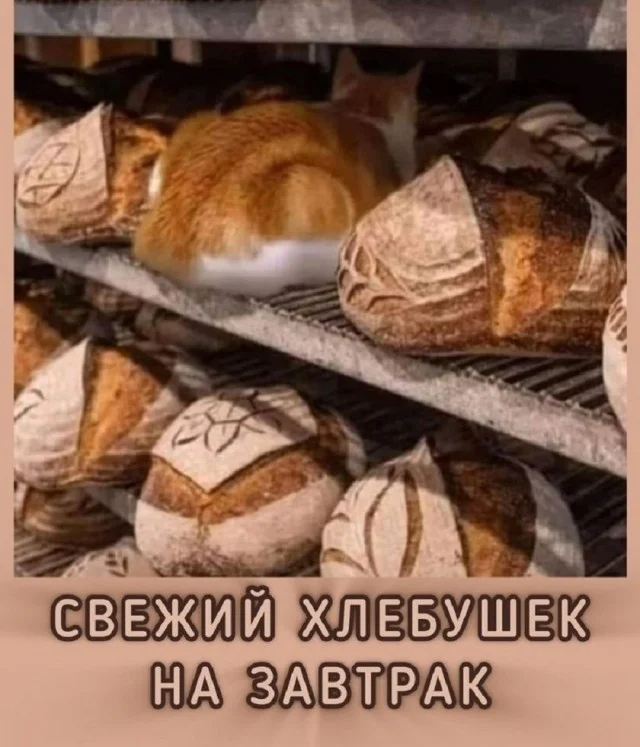 Получается мемы подъехали