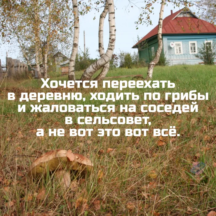 Осенний лес в красках: подборка тёплых и атмосферных фотографий