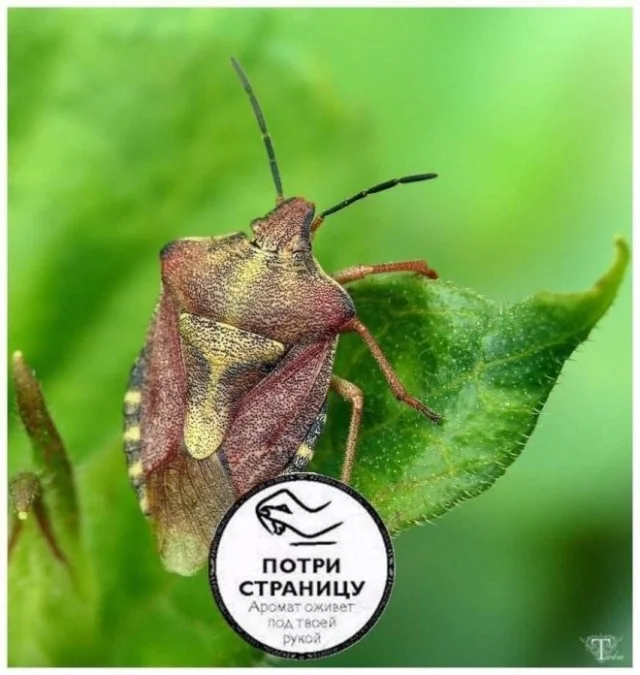 Мема-градация