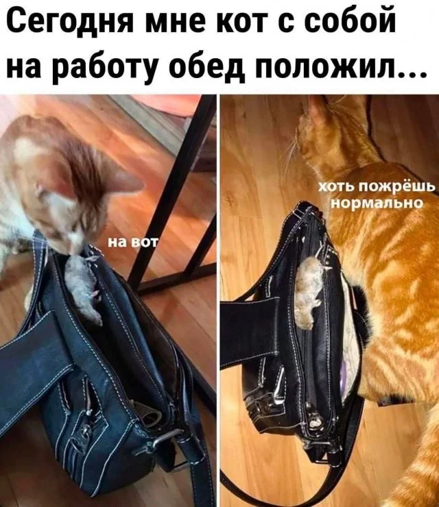 Смешные скрины из соцсетей #116