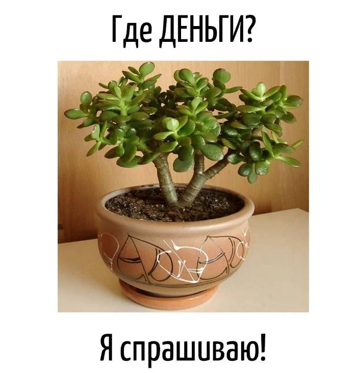 Игра слов – каламбуры, словесный юмор и прикольные картинки #129 Игра слов – каламбуры, словесный юмор и прикольные картинки #129