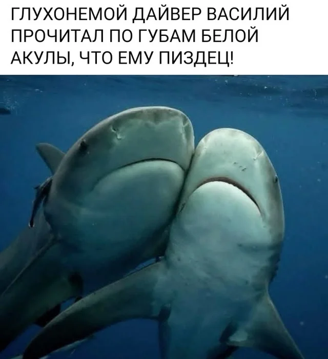 Ежедневки: Мемы и приколы #1