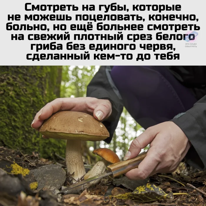 Осенний лес в красках: подборка тёплых и атмосферных фотографий