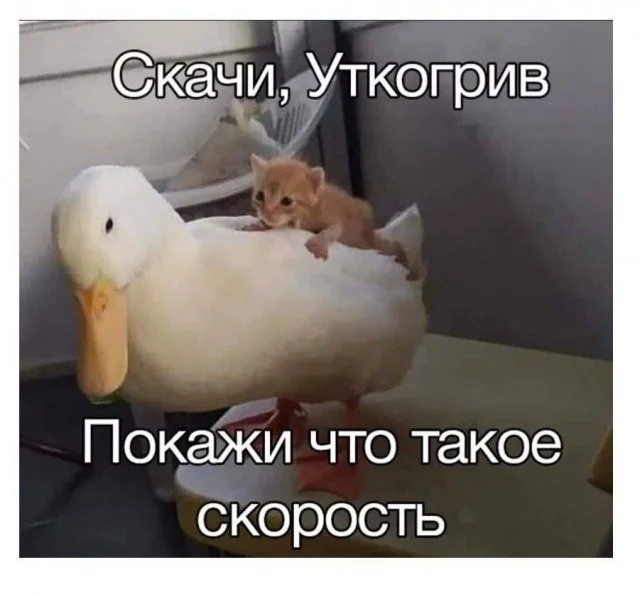 Смешные скрины из соцсетей #119 Смешные скрины из соцсетей #119