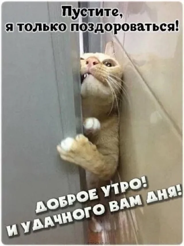 Просто мемы