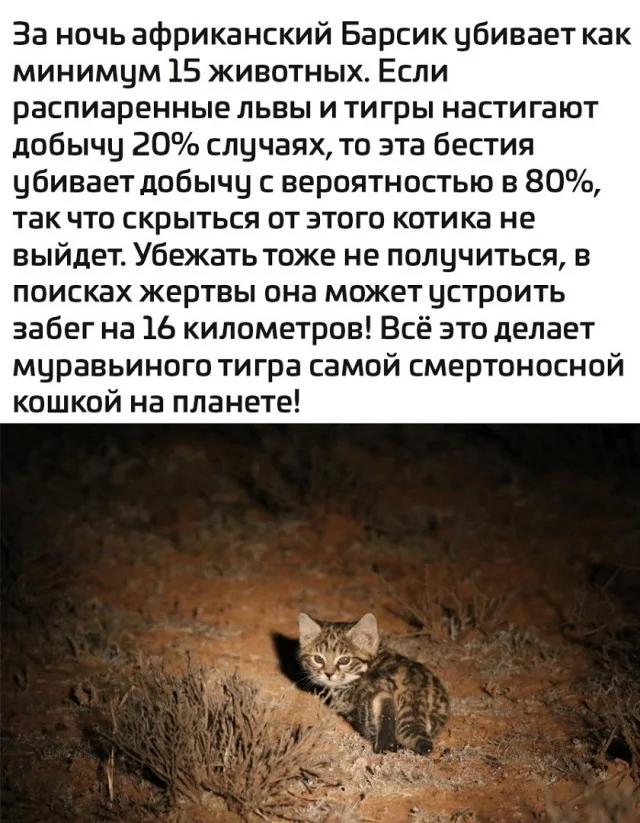 Веселые мемы