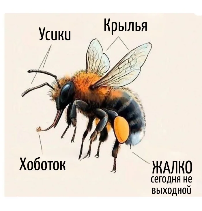 Игра слов – каламбуры, словесный юмор и прикольные картинки #126 Игра слов – каламбуры, словесный юмор и прикольные картинки #126