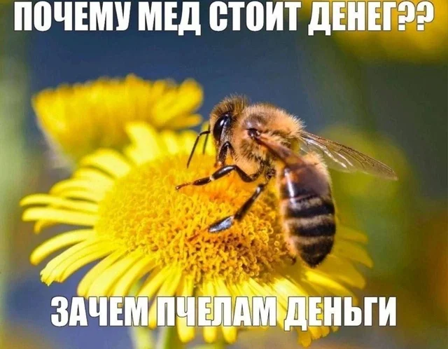 Деградация из мемов