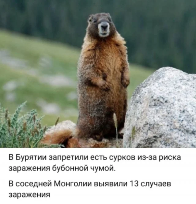 Просто мемы