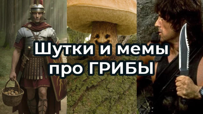 Осенний лес в красках: подборка тёплых и атмосферных фотографий