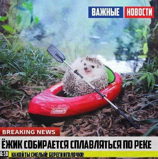 Деграднем с мемами?