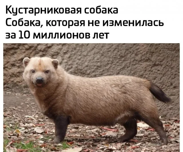 Ну такие себе мемы