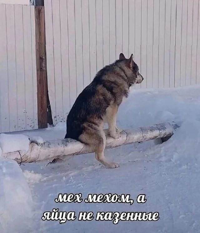 Лучшие мемы