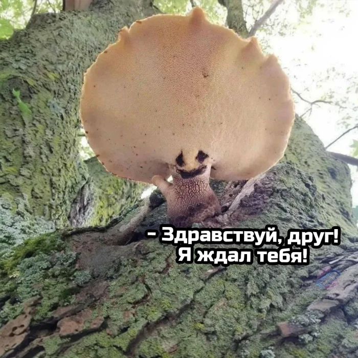 Осенний лес в красках: подборка тёплых и атмосферных фотографий