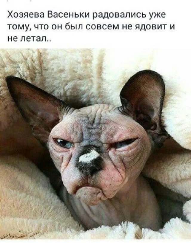 Получается мемы подъехали