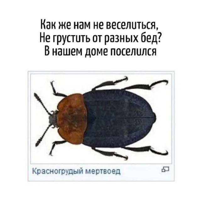 Мемы за сегодня