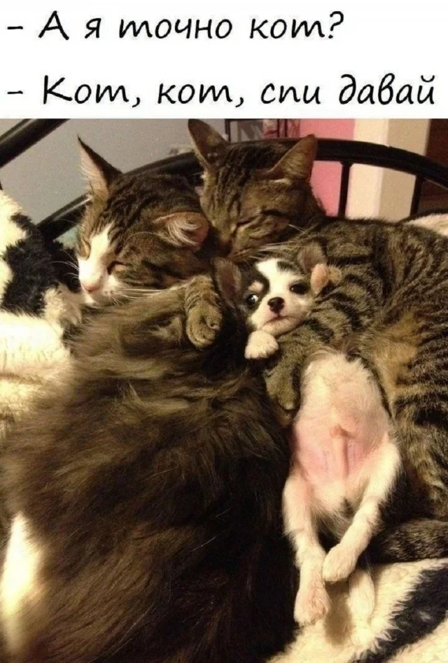 Свежие мемы