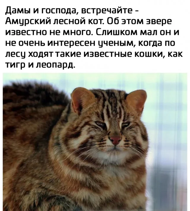 Просто мемы