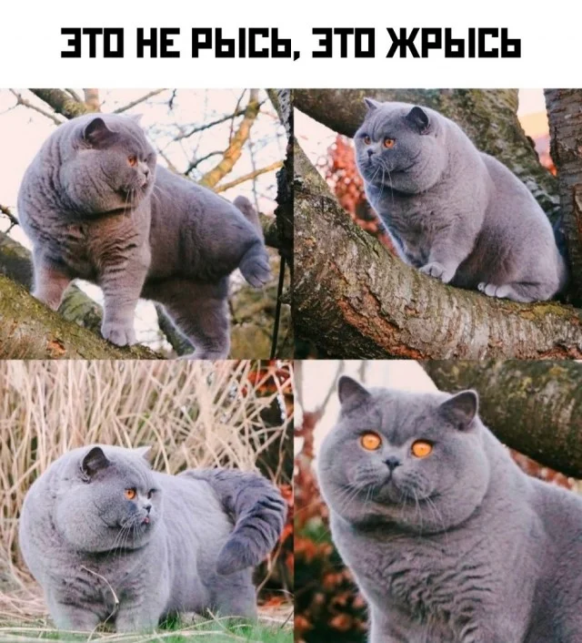 Получается мемы подъехали