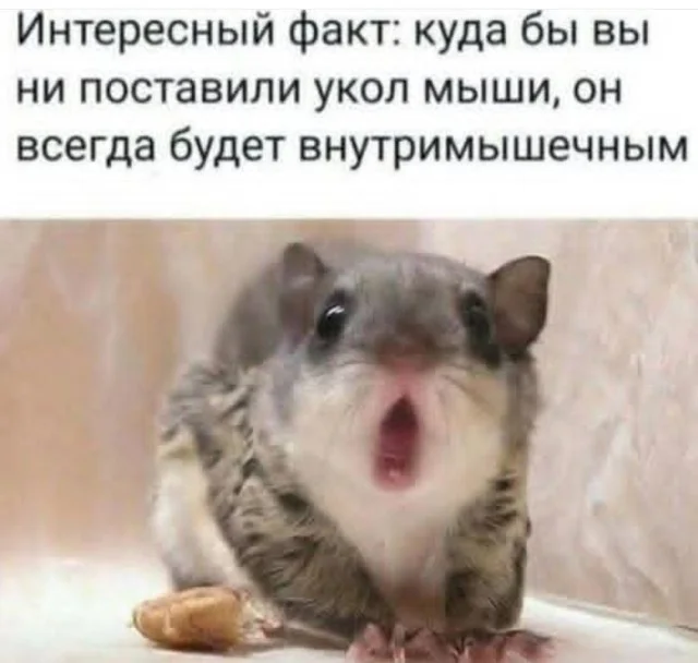 Ежедневки: Мемы и приколы #4