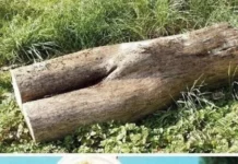 Лучшие мемы