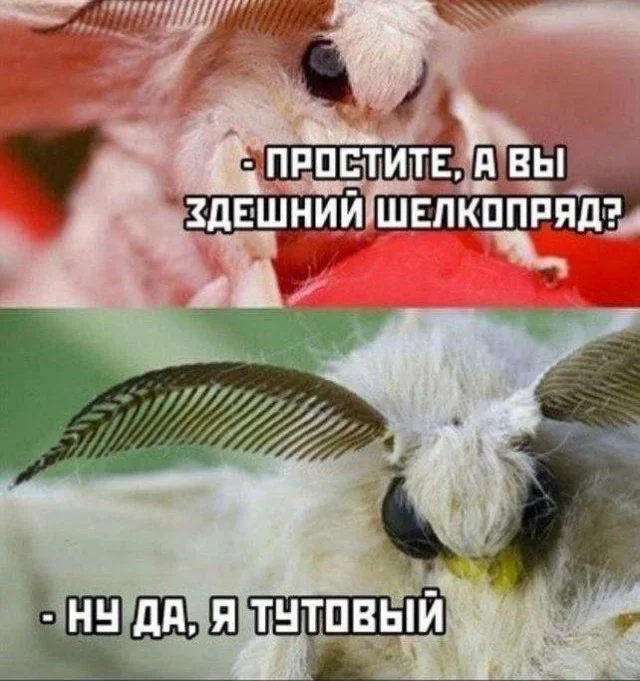 Весело в мемах