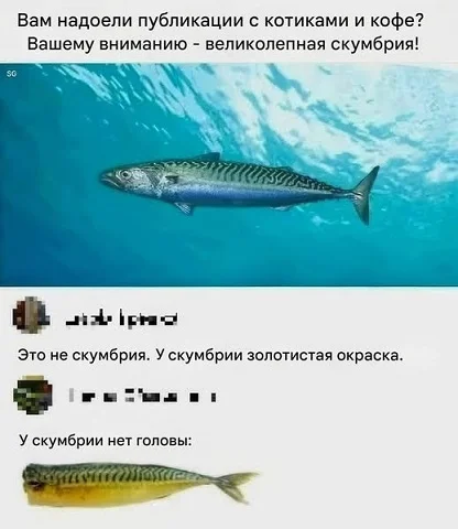 Мемы в ленту #3