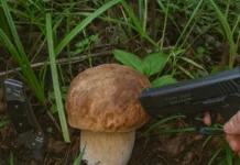 Осенний лес в красках: подборка тёплых и атмосферных фотографий