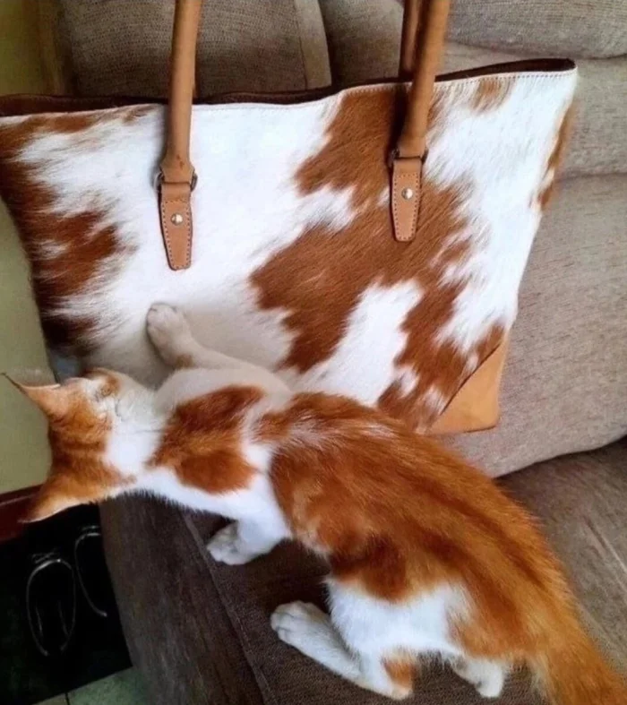 20 смешных ситуаций, которые напоминают: радость рядом 20 смешных ситуаций, которые напоминают: радость рядом