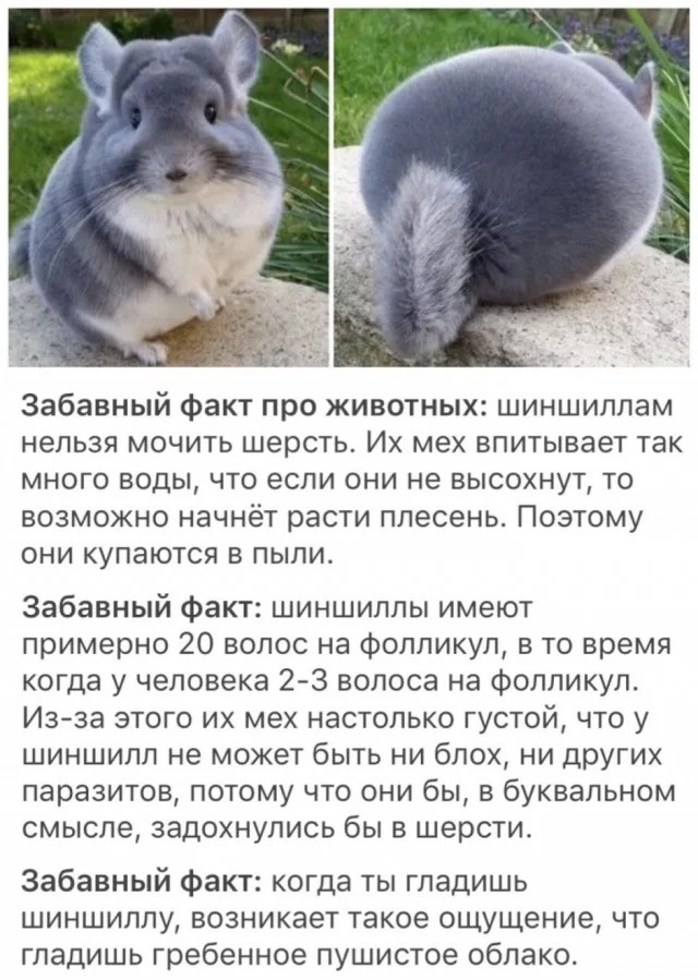 Свежие мемы