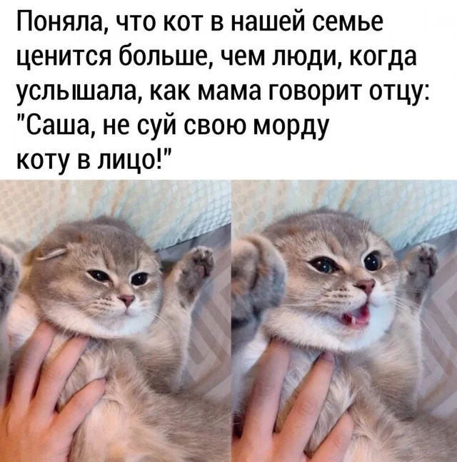 Мемы, что надо
