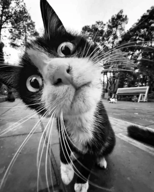 Деградация из мемов