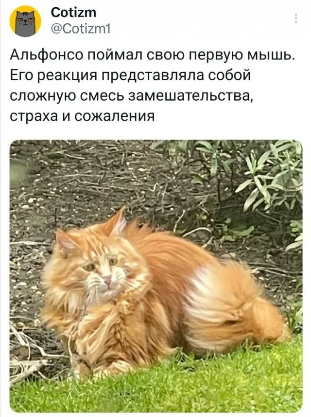 Смешные скрины из соцсетей #122