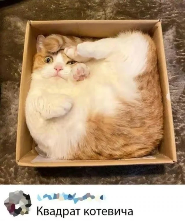 Просто мемы