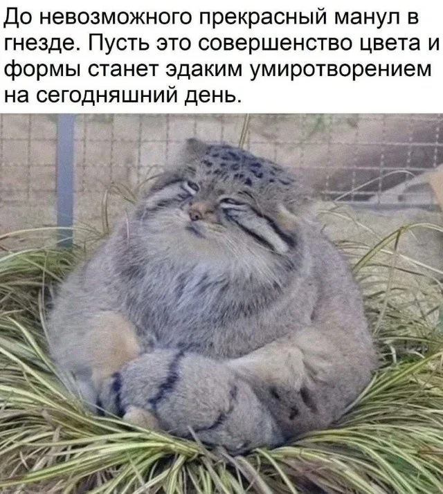 Смешные скрины из соцсетей #122