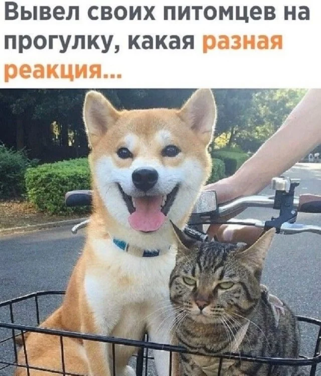 Классные мемы