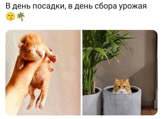 Смешные скрины из соцсетей #122