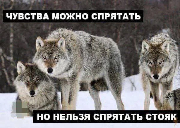 Пошлые мемы и чёрный юмор 18+ | Подборка #17