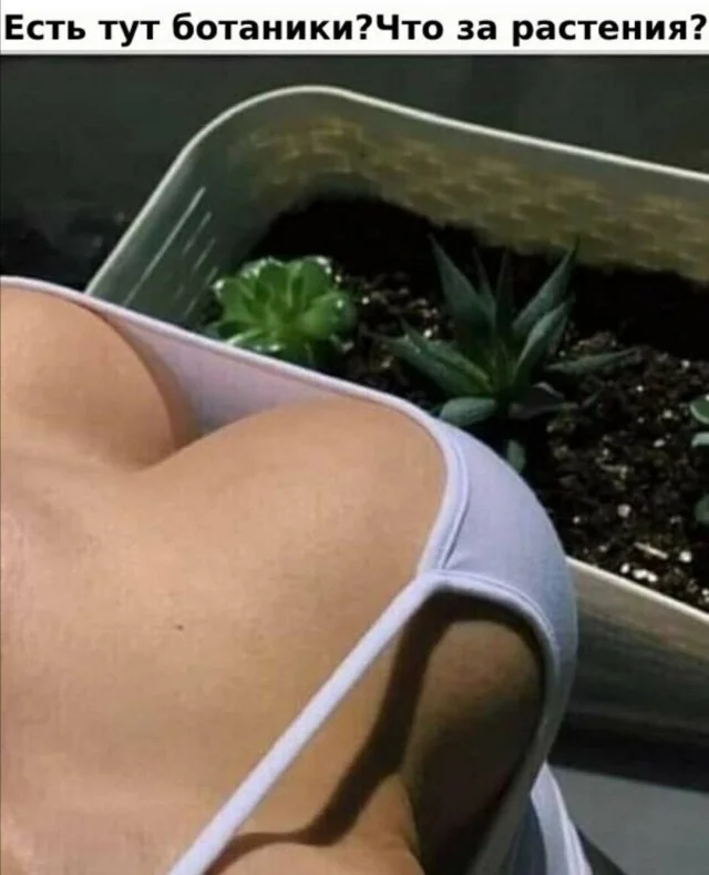 Веселые мемы