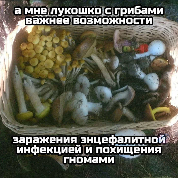 Осенний лес в красках: подборка тёплых и атмосферных фотографий