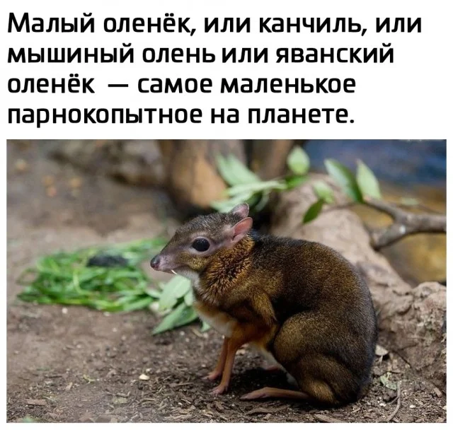 Прикольные мемы для настроения!