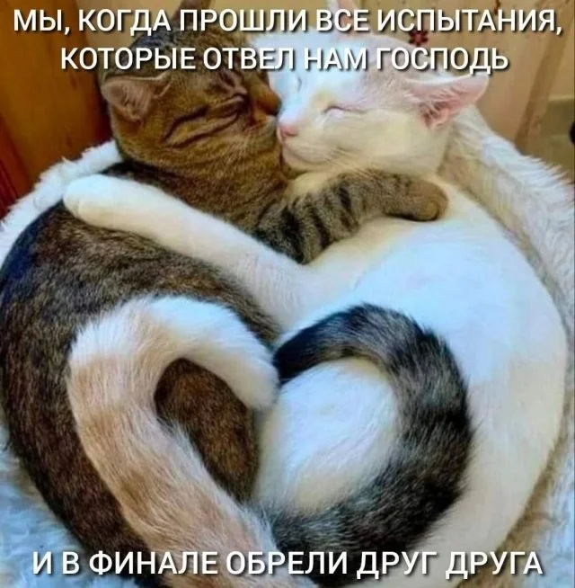 Смешные скрины из соцсетей #118