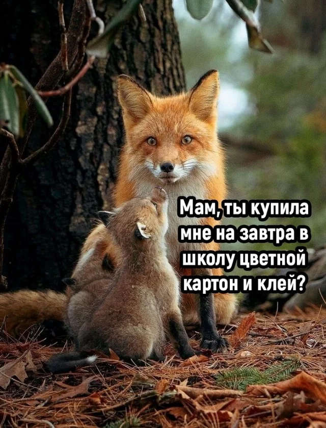 Прикольные мемы на каждый день!