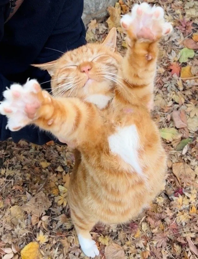 Мемы с юмором