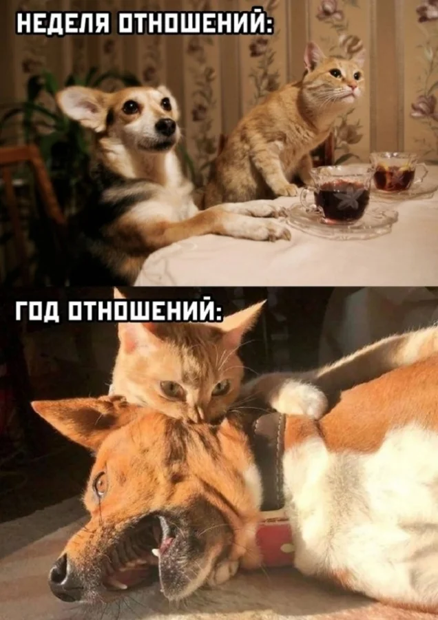 Ну прям свежие мемы